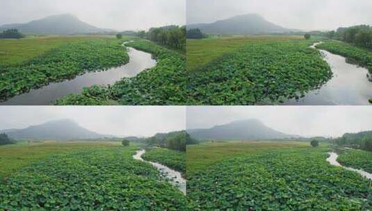 杭州湘湖十里荷塘风景航拍高清在线视频素材下载