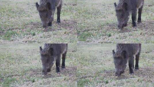 野猪在草地觅食高清在线视频素材下载