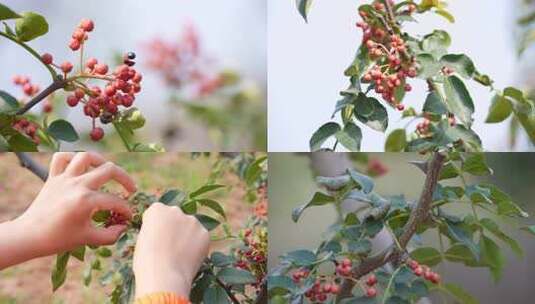 花椒采摘 花椒收获 花椒丰收 花椒大特写高清在线视频素材下载