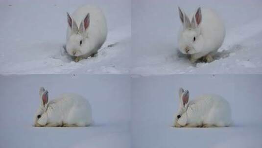 冬天雪地一只兔子高清在线视频素材下载