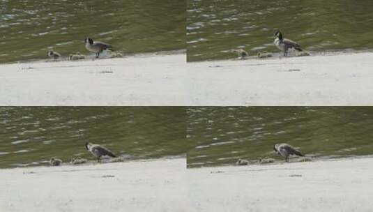 湖边休息的鸭子高清在线视频素材下载