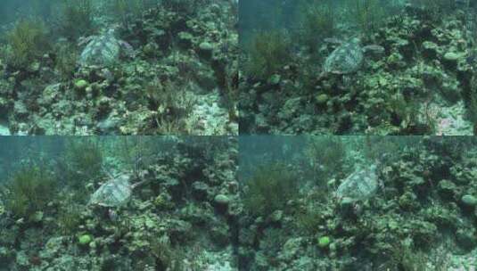 乌龟在水下游泳高清在线视频素材下载