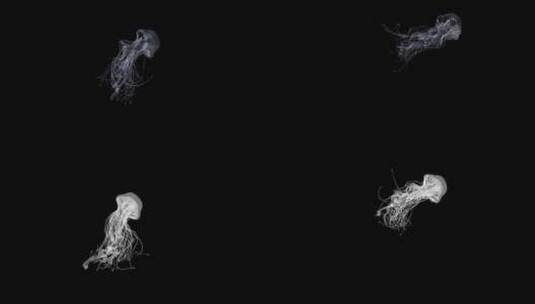 科幻线框游动的水母高清在线视频素材下载