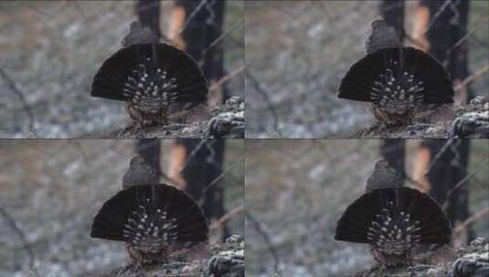 暗松鸡向镜头展示它的背部羽毛高清在线视频素材下载