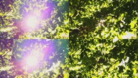 阳光透射树叶的特写镜头高清在线视频素材下载