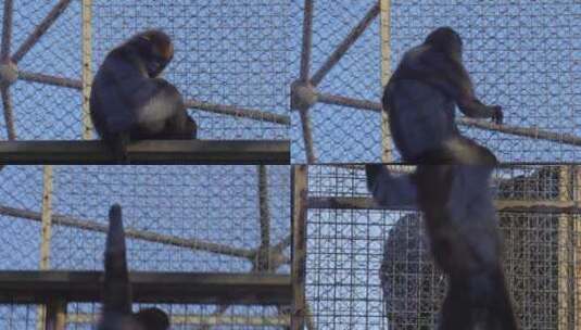 逆光拍摄动物园里的猴子高清在线视频素材下载