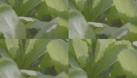 芥菜温室幼苗微距轨道拍摄LOG素材高清在线视频素材下载
