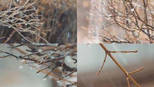冬天秋天4K实拍植物冬雪雨夹雪下雨水滴高清在线视频素材下载
