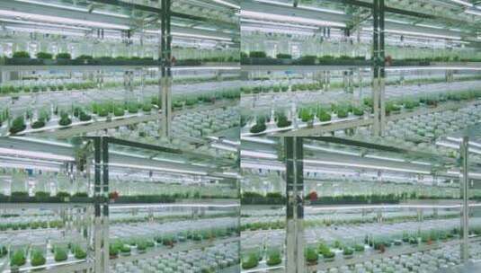 生物实验室植物培育高清在线视频素材下载