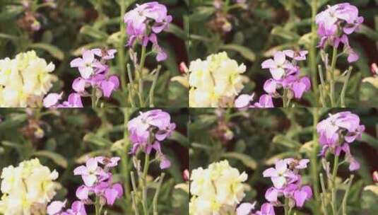 紫色的小苍兰高清在线视频素材下载