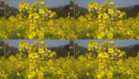 油菜花 蜜蜂采蜜 唯美油菜花高清在线视频素材下载