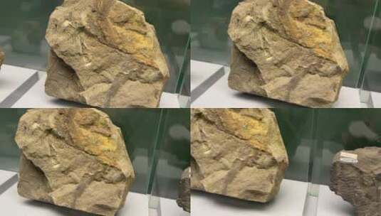 远古植物标本化石高清在线视频素材下载