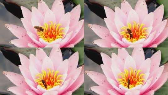 吃莲花的蜜蜂高清在线视频素材下载
