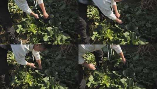 农村摘菜场景高清在线视频素材下载