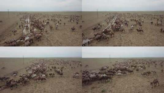 新疆航拍骆驼群高清在线视频素材下载