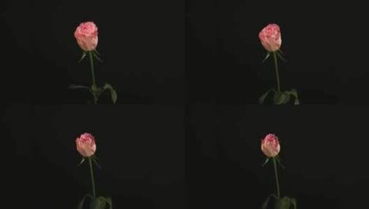 8K玫瑰延时高清在线视频素材下载
