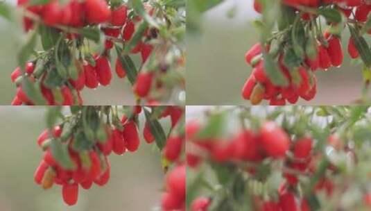 大串红枸杞果带露水高清在线视频素材下载