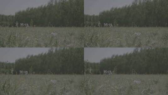 [2k][艾丽莎][灰度][升格]青草草地花2高清在线视频素材下载
