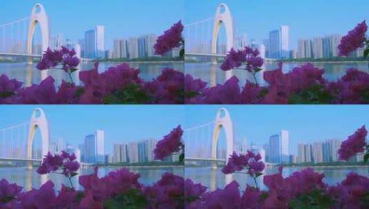 广州珠江岸鲜花绽放与猎德大桥建筑景观高清在线视频素材下载