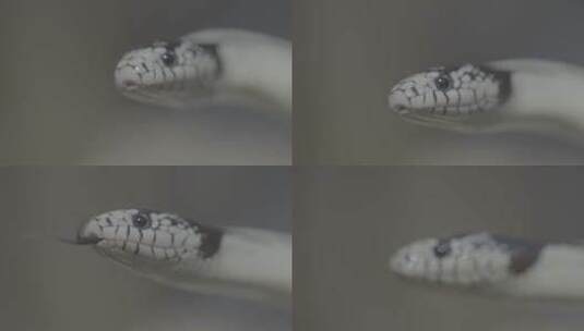 蛇吐信子吐舌头慢镜头LOG高清在线视频素材下载
