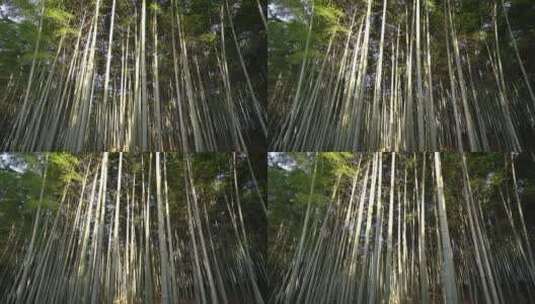 杭州西湖景区植物园高清在线视频素材下载