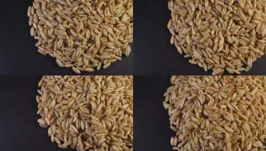淮小麦高清在线视频素材下载