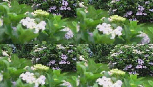 [精品]绣球花花语绿植园艺园林特写高清在线视频素材下载