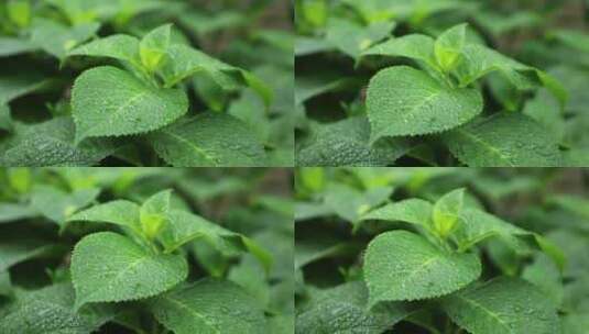 唯美绿色植物空镜高清在线视频素材下载