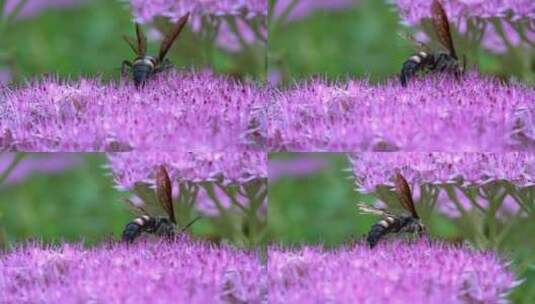 花朵上的大黄蜂马蜂高清在线视频素材下载