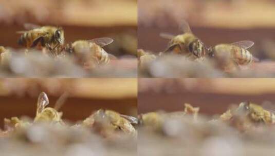 蜂巢的两个蜜蜂特写高清在线视频素材下载