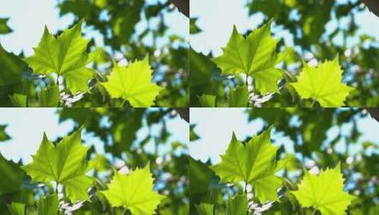 炎炎夏日公园里阳光透过树叶4K视频素材高清在线视频素材下载