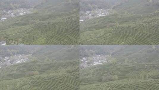 杭州西湖梅家坞茶园茶山高清在线视频素材下载