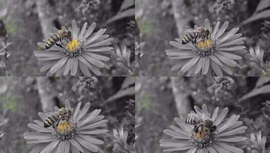 蜜蜂在花上采蜜高清在线视频素材下载