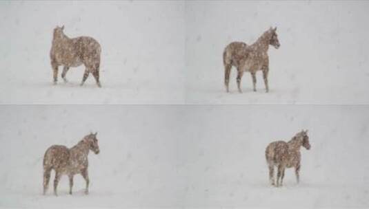 在暴风雪中行走的马高清在线视频素材下载