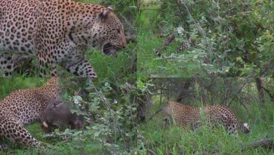 在丛林里扑食的猎豹高清在线视频素材下载
