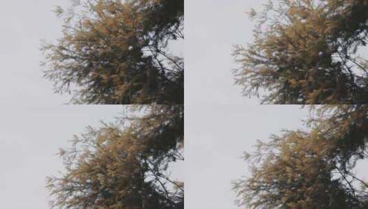 秋天金黄色的树叶随风飘动高清在线视频素材下载