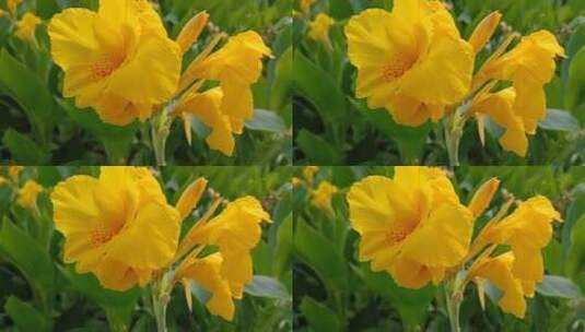 黄色美人蕉花朵高清在线视频素材下载