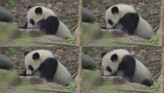 可爱的大熊猫幼崽幼年大熊猫萌动视频高清在线视频素材下载