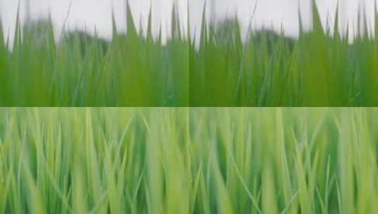 成长中的麦田稻田高清在线视频素材下载