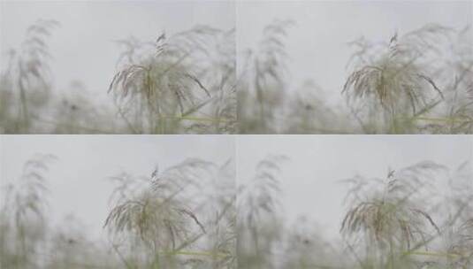 自然、荒野杂草、花花草草、静谧之地 (2)高清在线视频素材下载