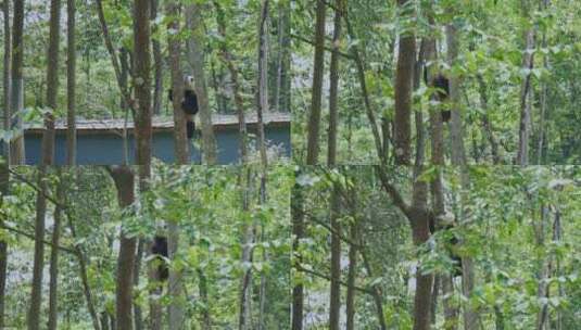 雅安碧峰峡熊猫基地的幼年大熊猫爬树高清在线视频素材下载
