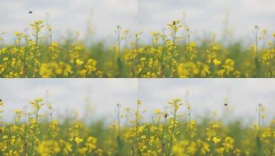 油菜花上采蜜的蜜蜂高清在线视频素材下载