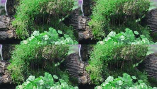 4K实拍升格庭院盆景绿色苔藓涓流植物高清在线视频素材下载