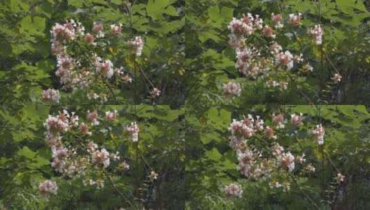 户外 野外 植物 自然 绿色 桂花 秋天叶子高清在线视频素材下载