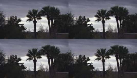 天空下棕榈树的剪影高清在线视频素材下载