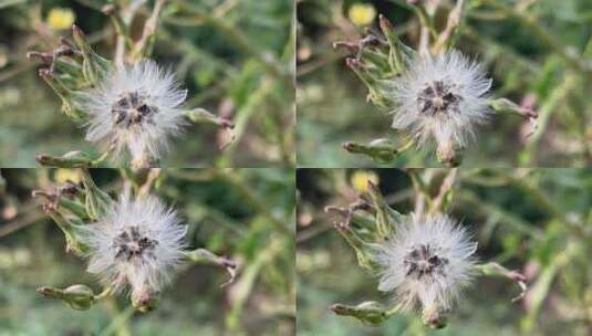 白色植物种子高清在线视频素材下载