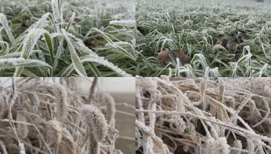 雾凇下的美景植物视频合集高清在线视频素材下载