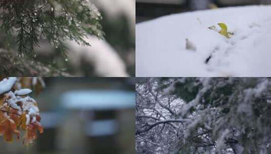 冬季下雪雪天植物大雪大寒小寒立冬寒露霜降高清在线视频素材下载