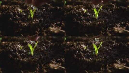 新生的玉米苗发芽的种子高清在线视频素材下载