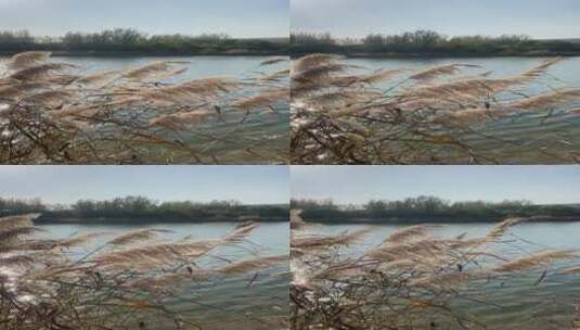 济南玉符河长清段，河流两侧秋景如画高清在线视频素材下载